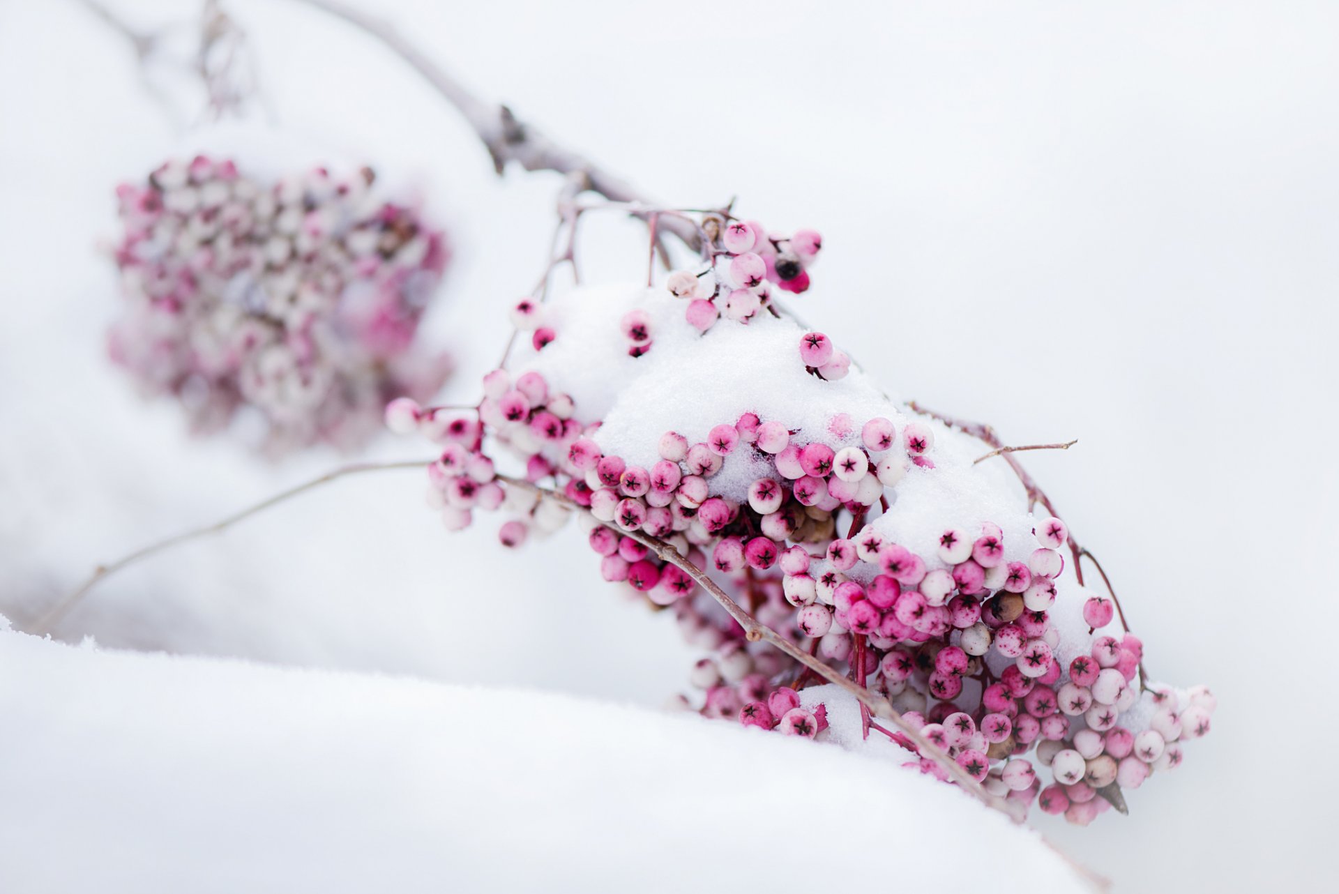 bayas rosa nieve invierno rama temporada