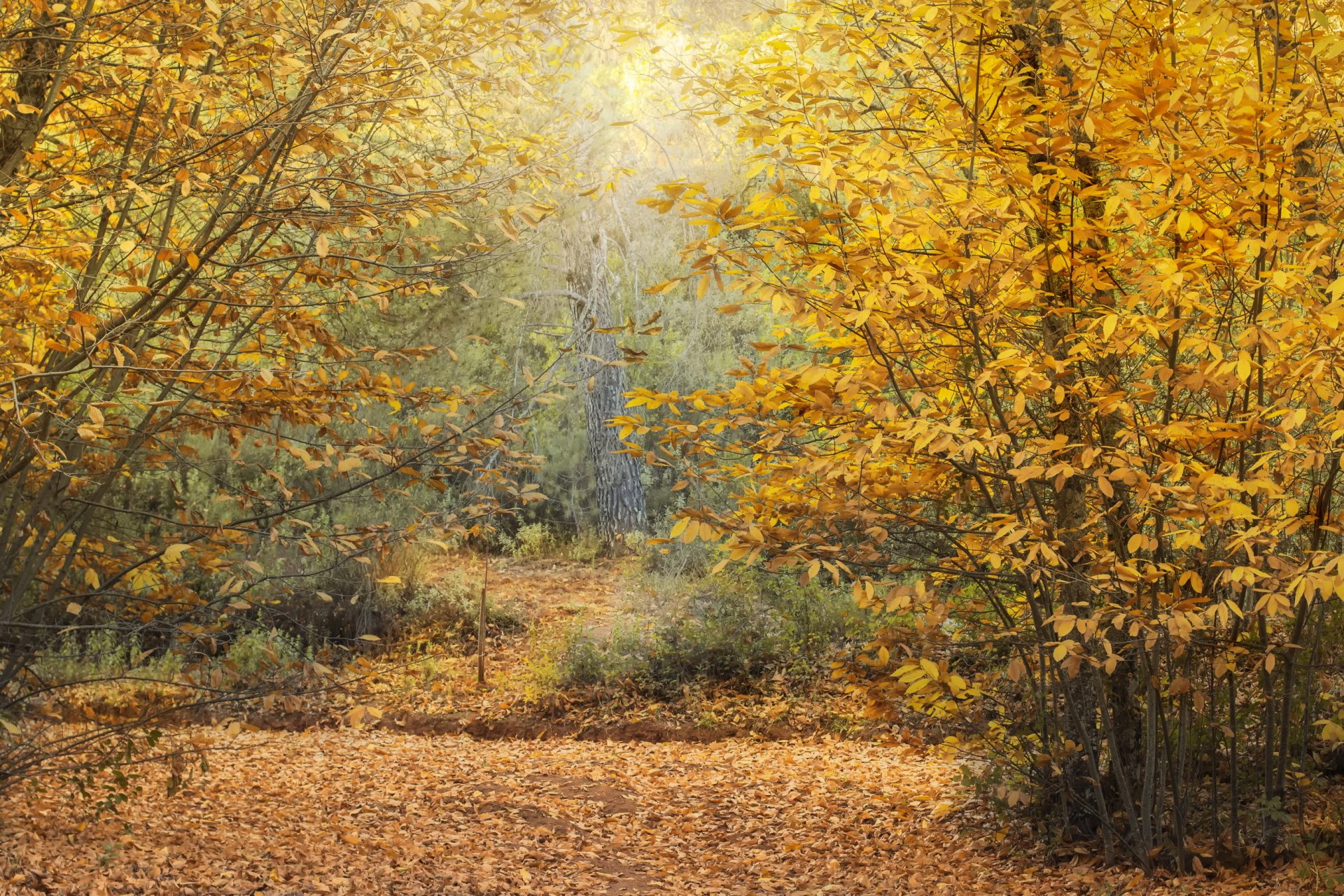 autunno foresta castagne