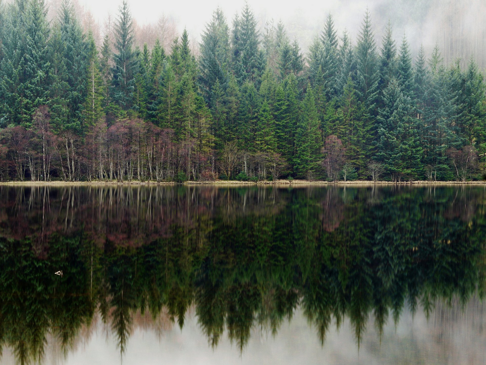 bosque pinos niebla lago reflexión