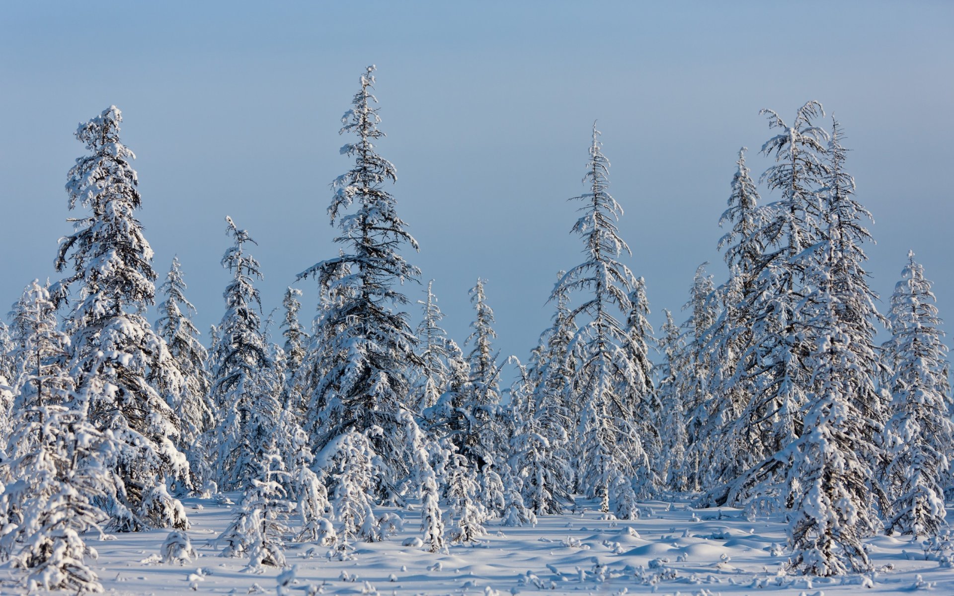 winter spruce snow cool