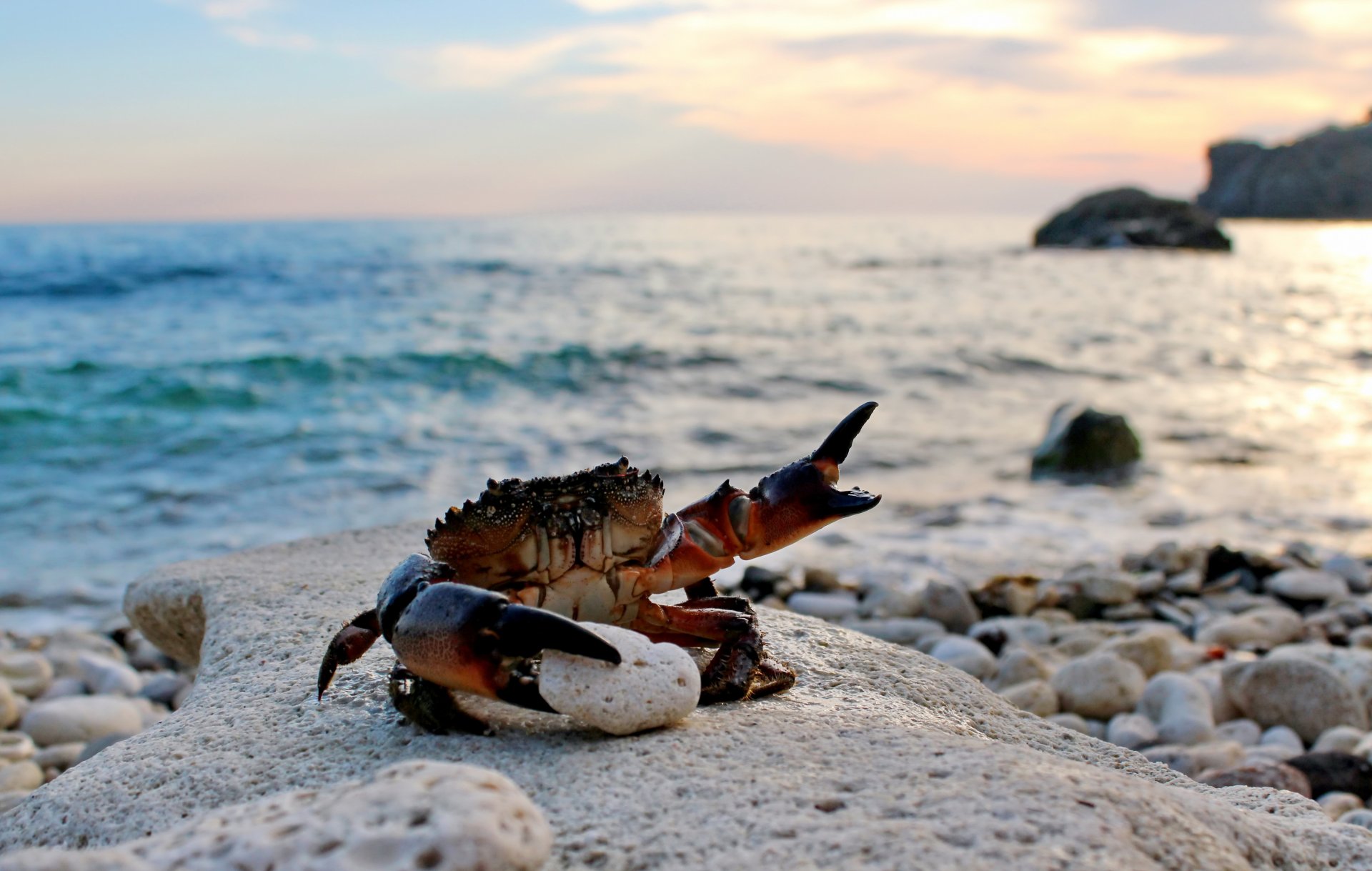 granchio eriphia spinifrons granchio mare spiaggia sabbia onde pietre artigli yandex photos hall of fame