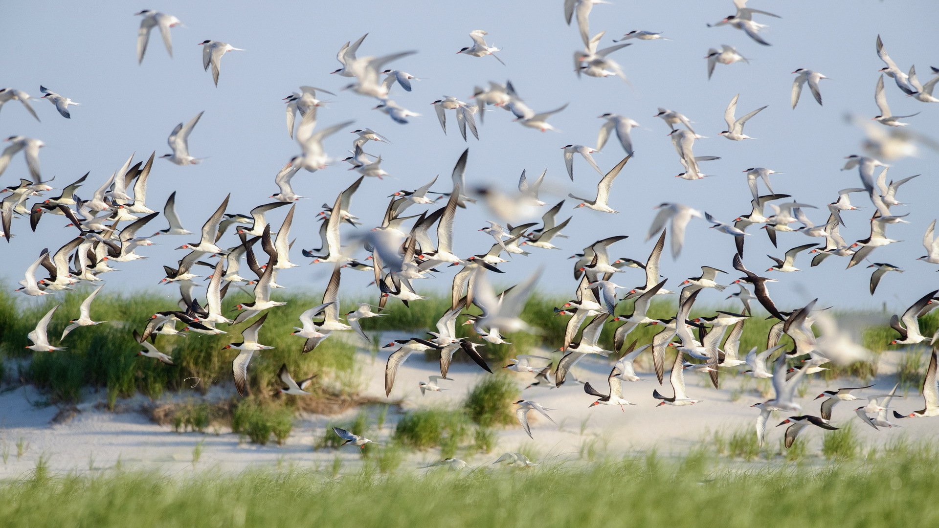 skimmers aves vuelo lido beach naturaleza verano