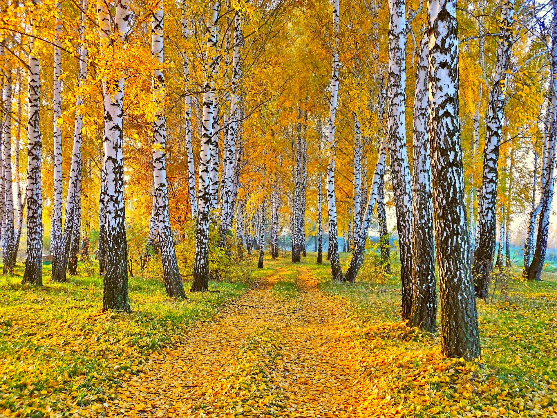 nature paysage automne route feuilles jaunes bouleaux