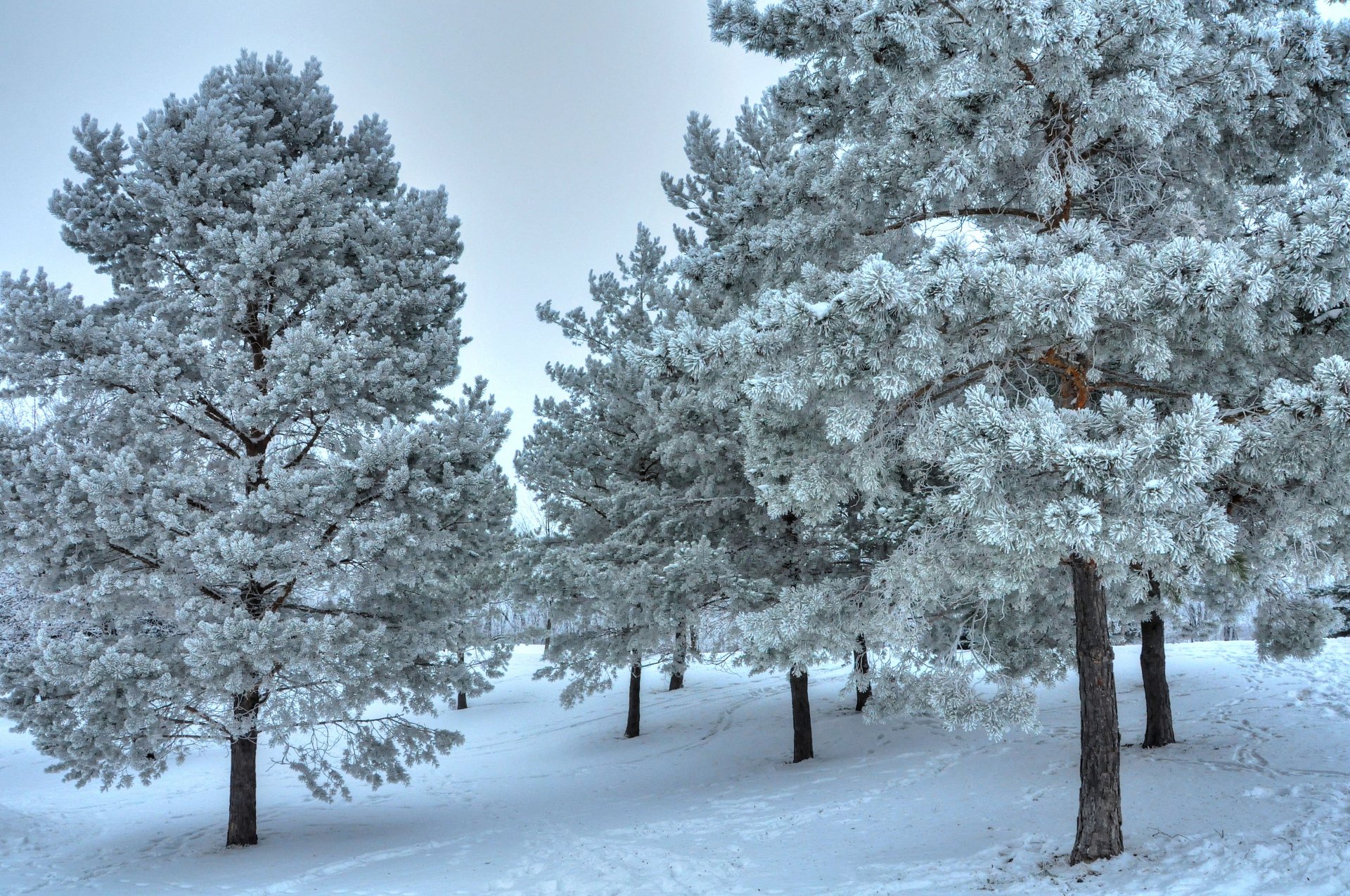 hiver neige arbres paysage