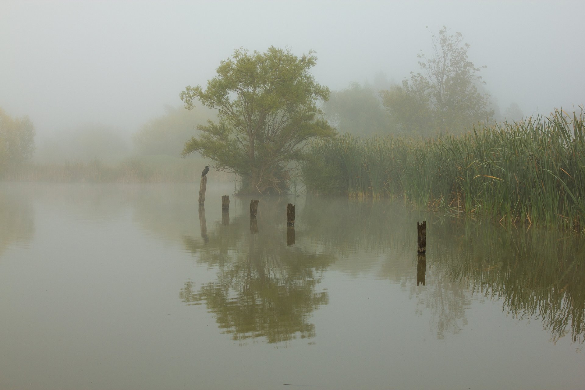 lake reed poultry morning fog