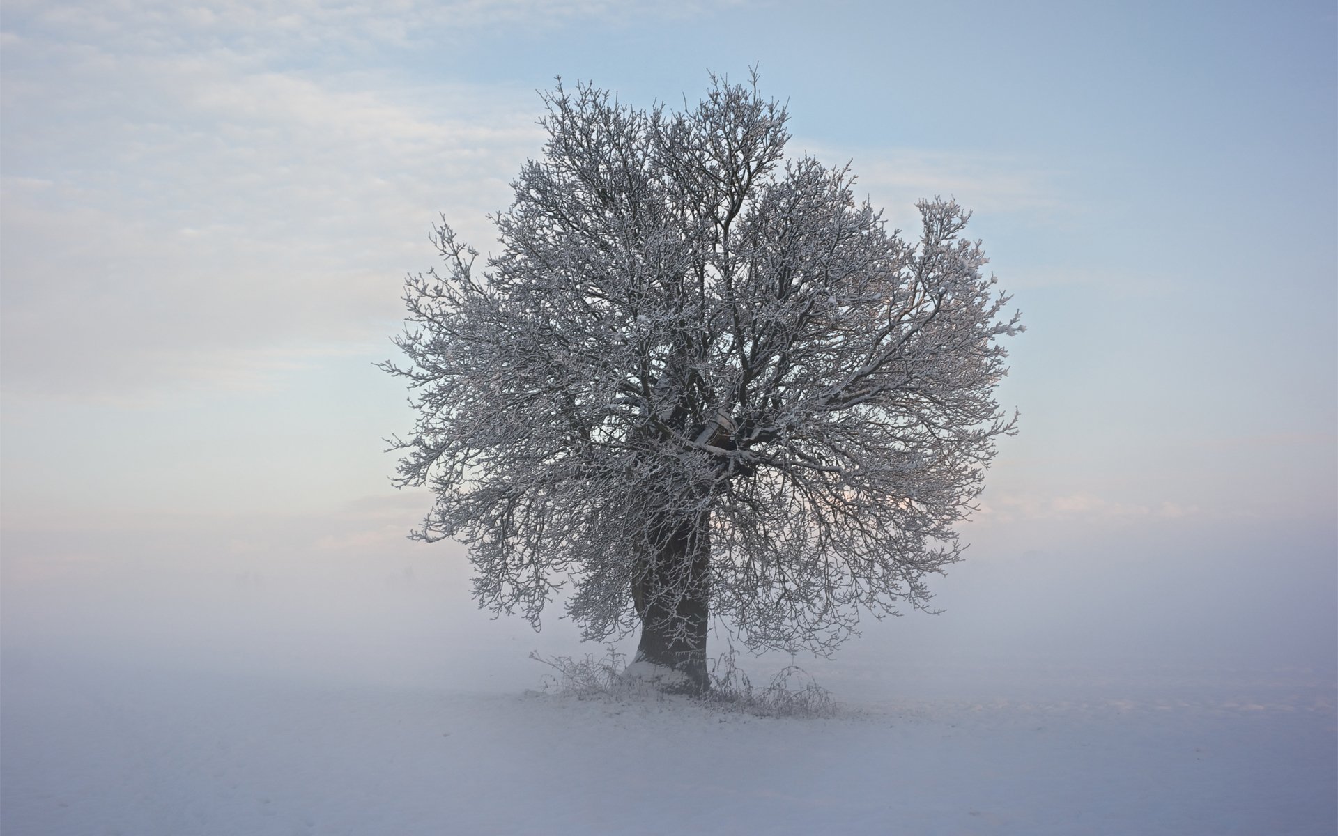 inverno neve freddo albero rami