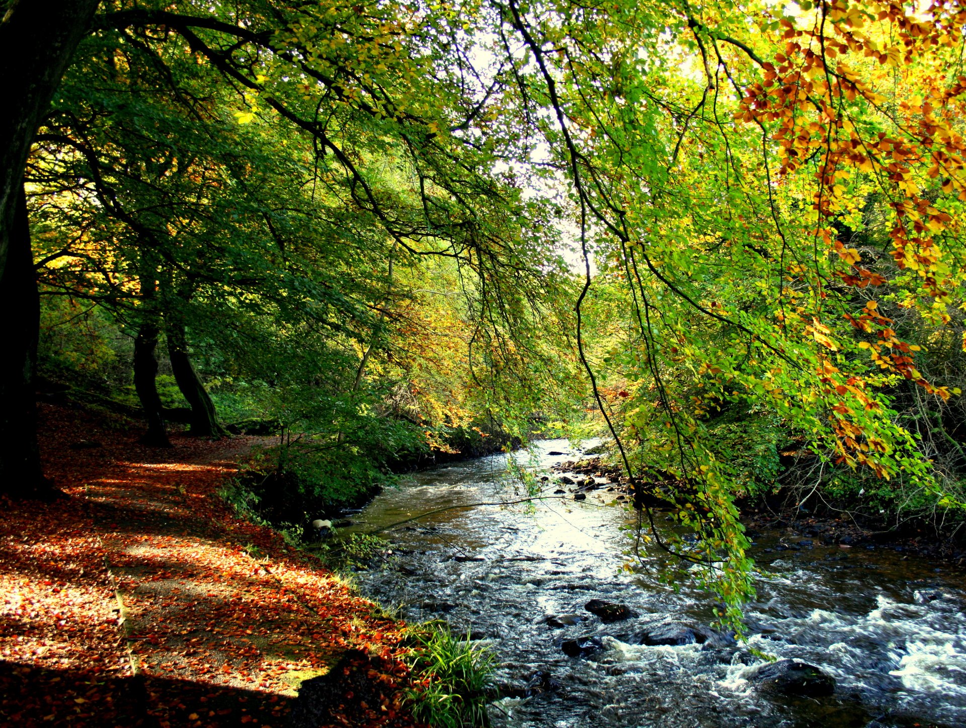 ruscello riva foresta alberi fogliame autunno