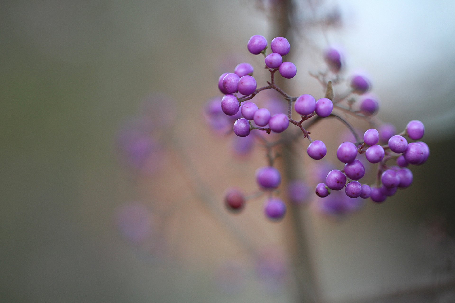 hrub berries lilac purple beautiful fruit callicarpa macro focus blurrine