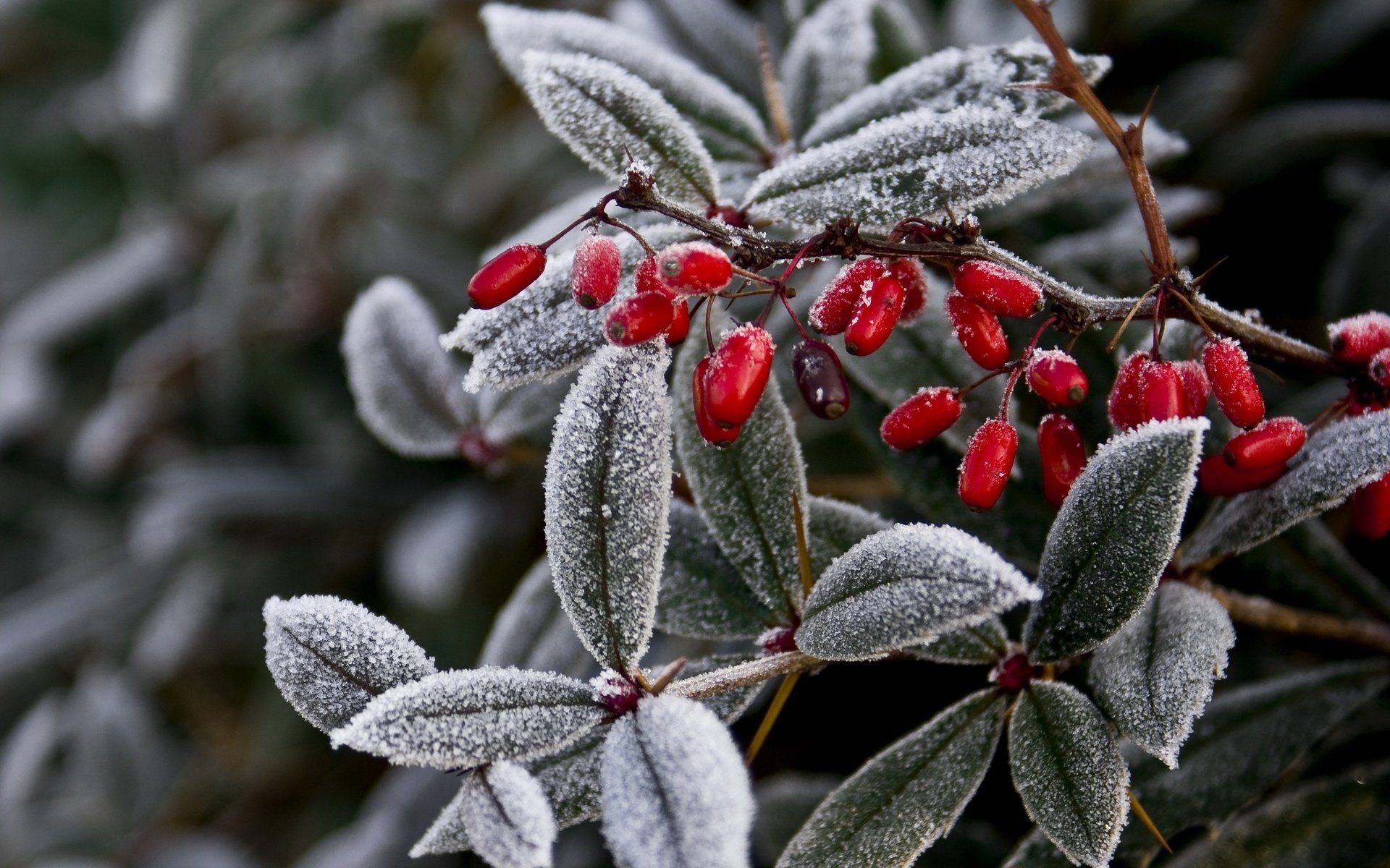 naturaleza planta rama hojas frutas bayas escarcha escarcha invierno