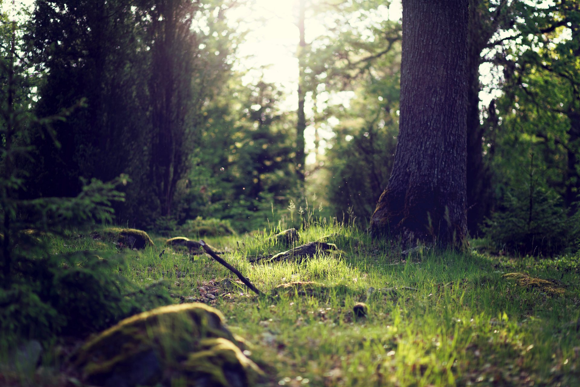 bosque árboles troncos arbustos hierba vegetación luz naturaleza