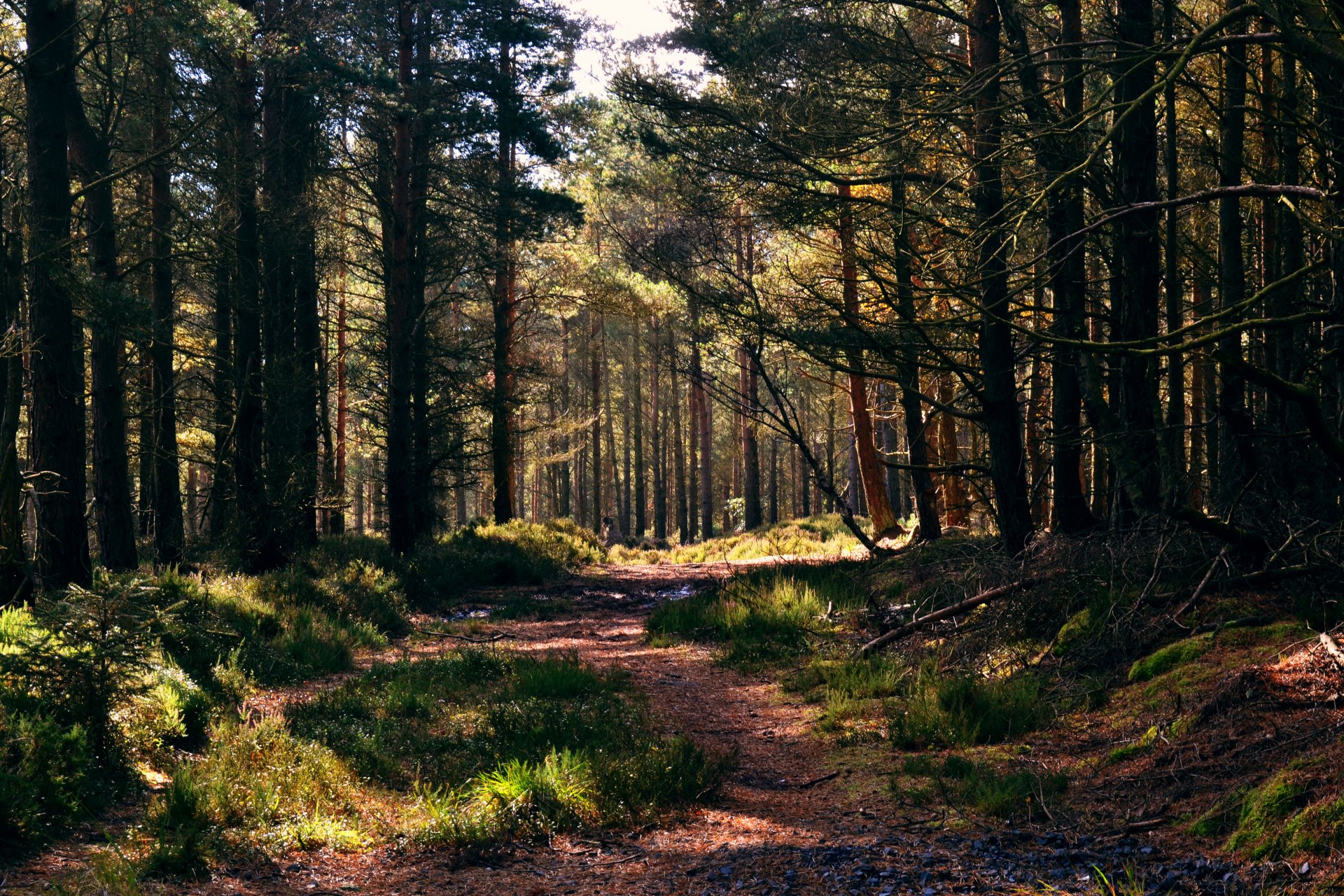 bosque camino pinos hierba