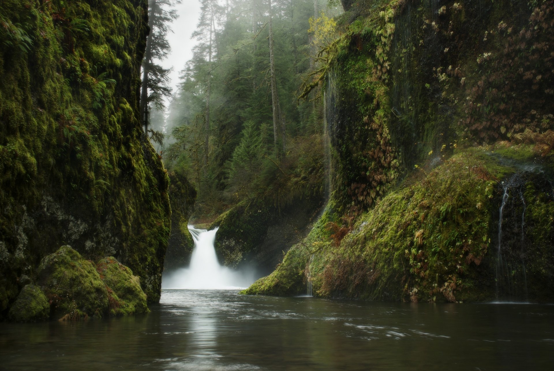 nature tree leaves water forest