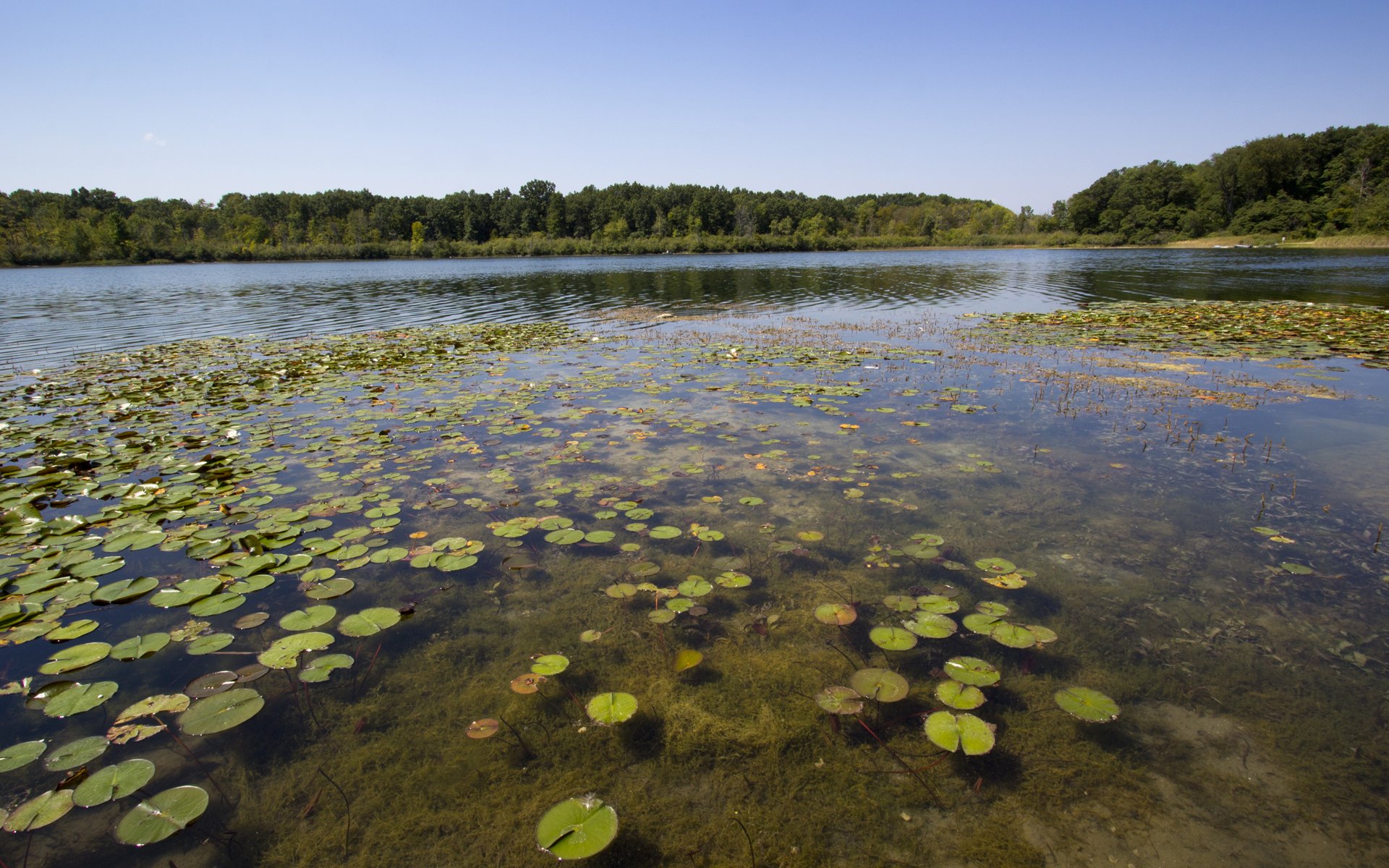 nature pond bog leaves round stranded forest