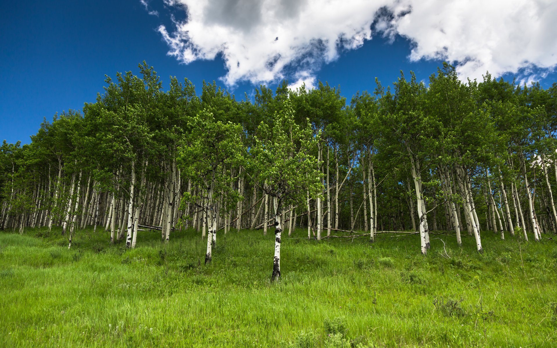 nature forêt arbres bouleaux