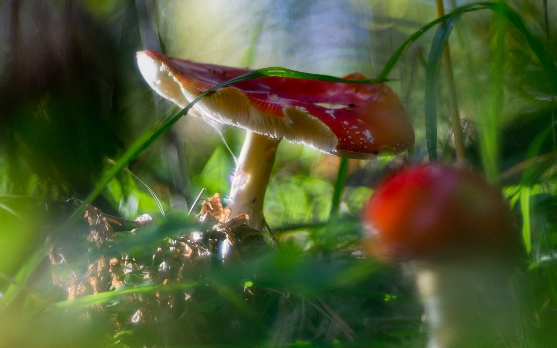 funghi foresta natura