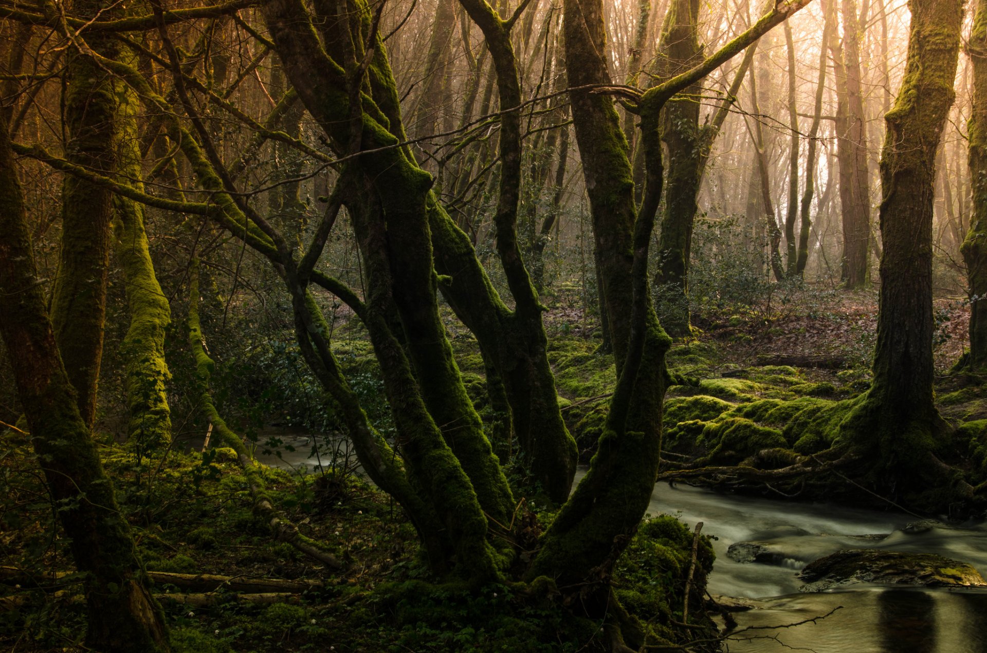 foresta alberi muschio ruscello