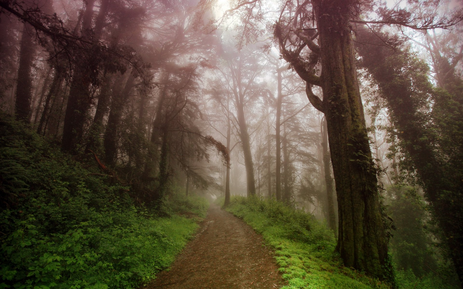 straße berge nebel natur