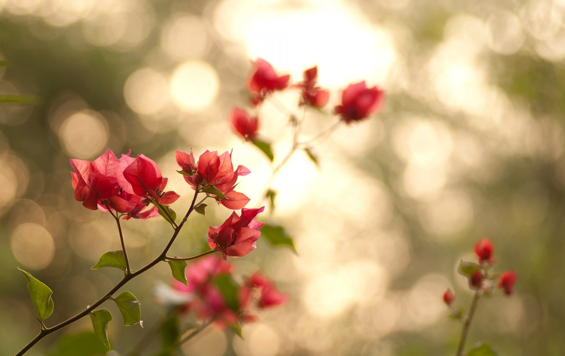 ramas hojas pétalos flores rosa verde naturaleza bokeh luz