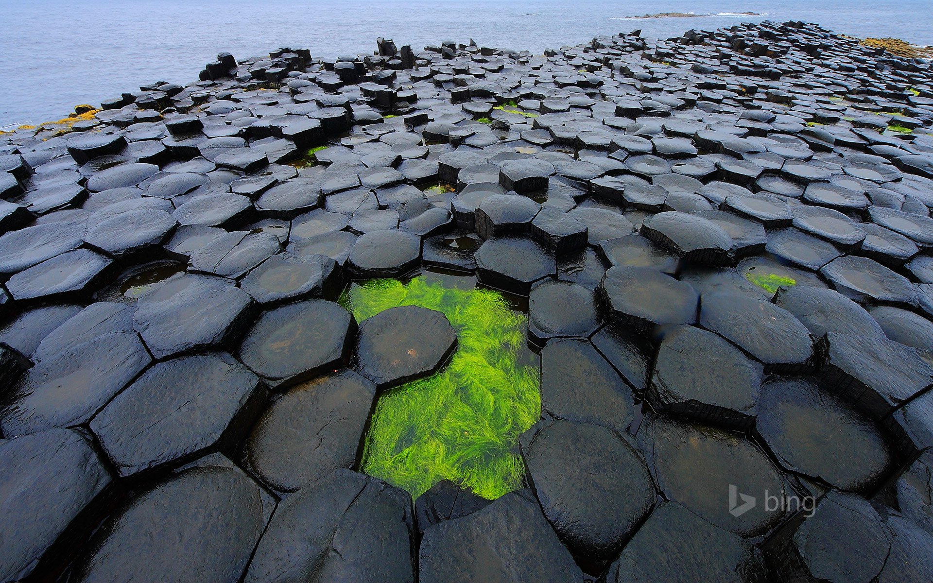 antrim irlanda del norte gb dique mar algas