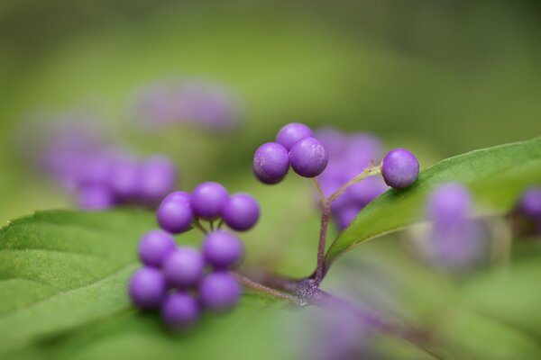 Arbuste aux baies violettes poussant dans le village