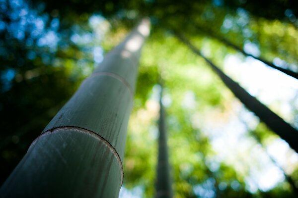 Bosque de bambú en un día claro