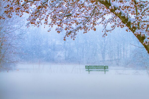 Eberesche-Trauben auf weißem Schnee