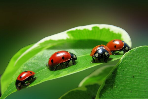 Incontro di coccinelle su una foglia