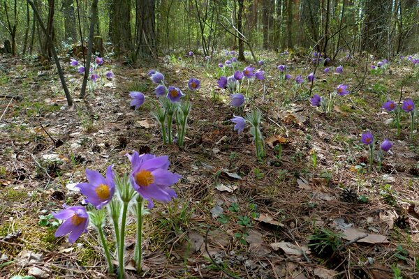 Fleurs dans la forêt de printemps