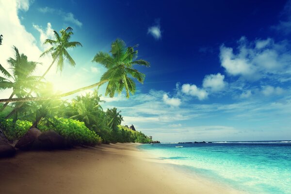 Tropical palm trees on the ocean