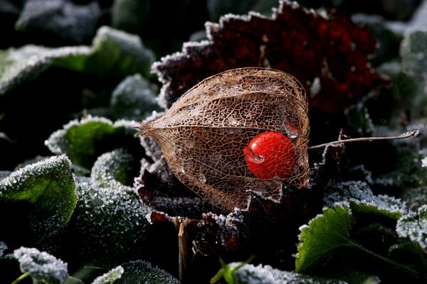 Blatt mit Frost und Physalis