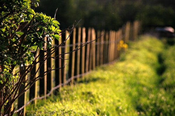 Deevyannyj fence and greenery in macro