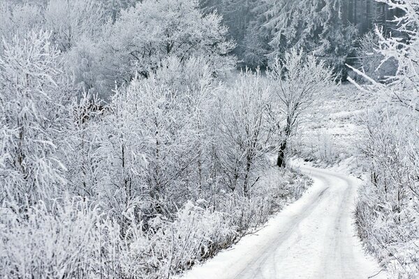 Route d hiver. Arbres enneigés