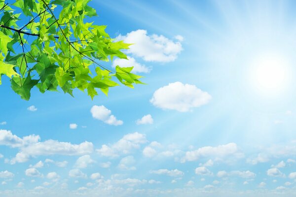 Green leaves on a sunny sky background