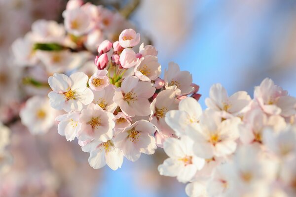 I fiori di ciliegio Sakura sono molto belli in autunno