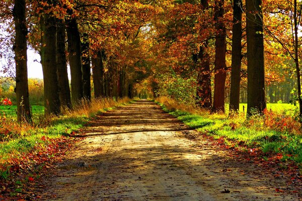 Temps ensoleillé dans le parc d automne