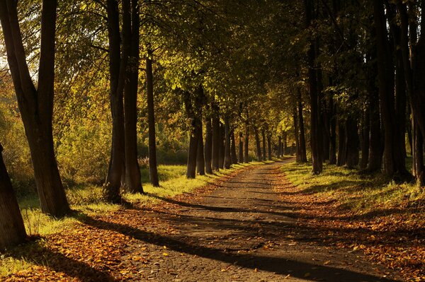 Ein angenehmer Weg aus gelben Blättern. der goldene Herbst