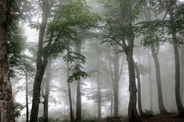 Forest trees in a thick fog