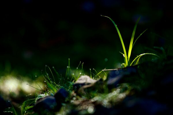 Dew drops on small blades of grass