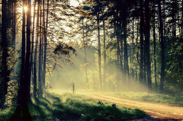 Landscape of the forest. Green forest. Sunlight among the trees