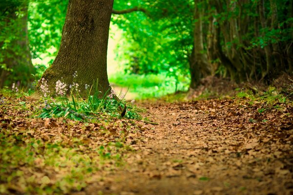 Sentiero nella bellissima foresta