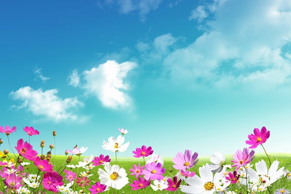 Colorful daisies on the field against a blue sky with clouds