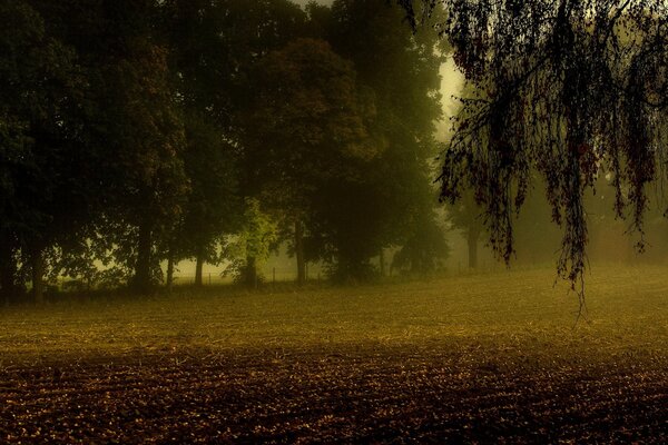 Herbstnebel unter den Bäumen über dem Acker