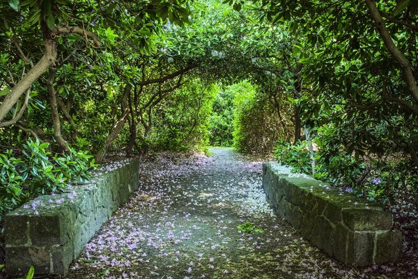 Callejón lleno de pétalos caídos