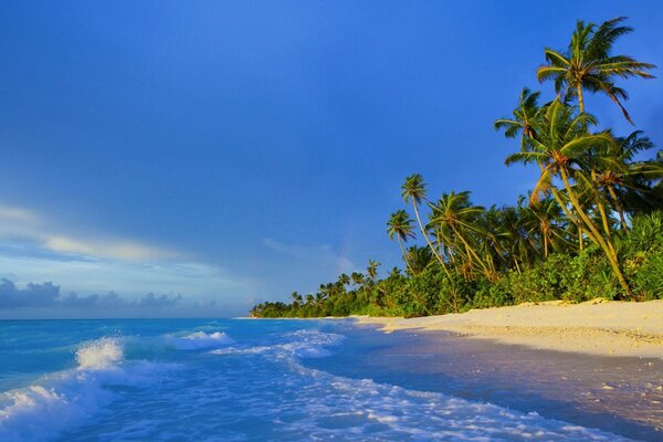 Ocean coast with palm trees and hot sand. Desktop Wallpapers