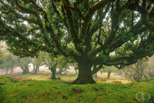 Immagine di un grande albero verde, fusto spesso e rami