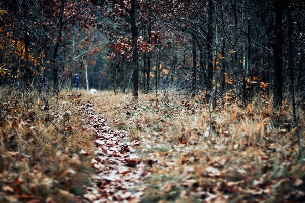 The path is strewn with leaves in the autumn forest