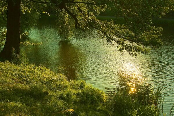 Naturaleza bosque de verano junto al río