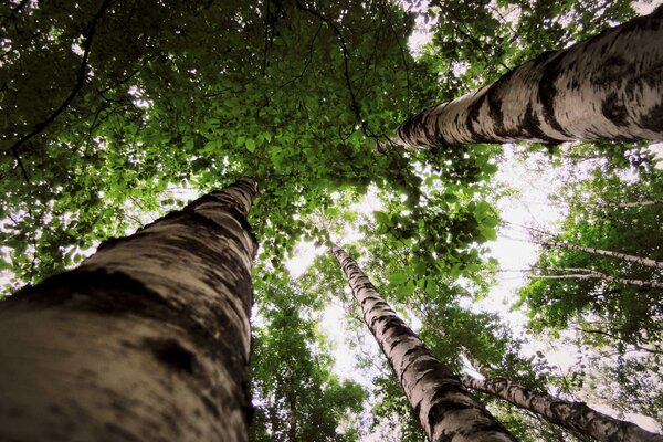 Birch trunks under green crowns