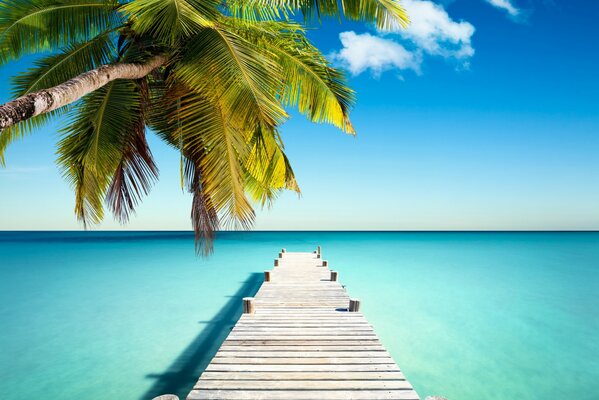 Puente de la costa tropical que sale al mar con una palmera