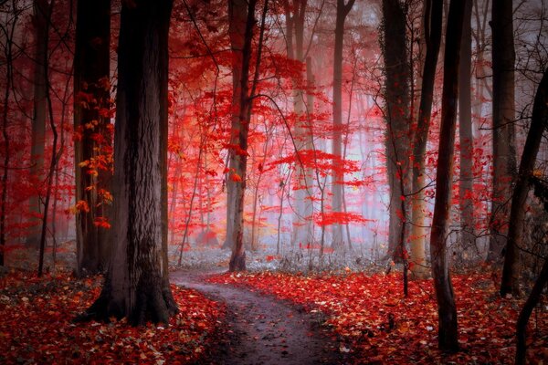 Follaje rojo en el parque de otoño